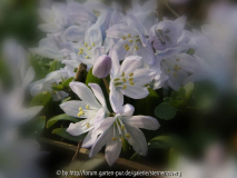 Maerz-2011-Scilla-mischP33.jpg