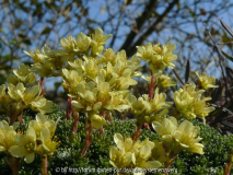Maerz-2011-Saxifraga-P10100.jpg