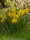 Maerz-2011-Narcissus-TêteaT.jpg