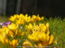 Maerz-2011-Maerzengold-P308.jpg