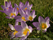 Maerz-2011-Crocus-tricolor-.jpg