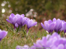 Maerz-2011-Crocus-P11.jpg