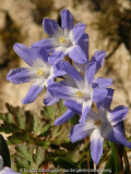 Maerz-2011-Chionodoxa-forbe.jpg