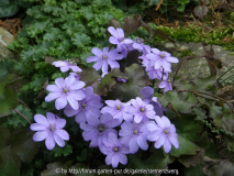 Maerz-2011-Hep.jpg
