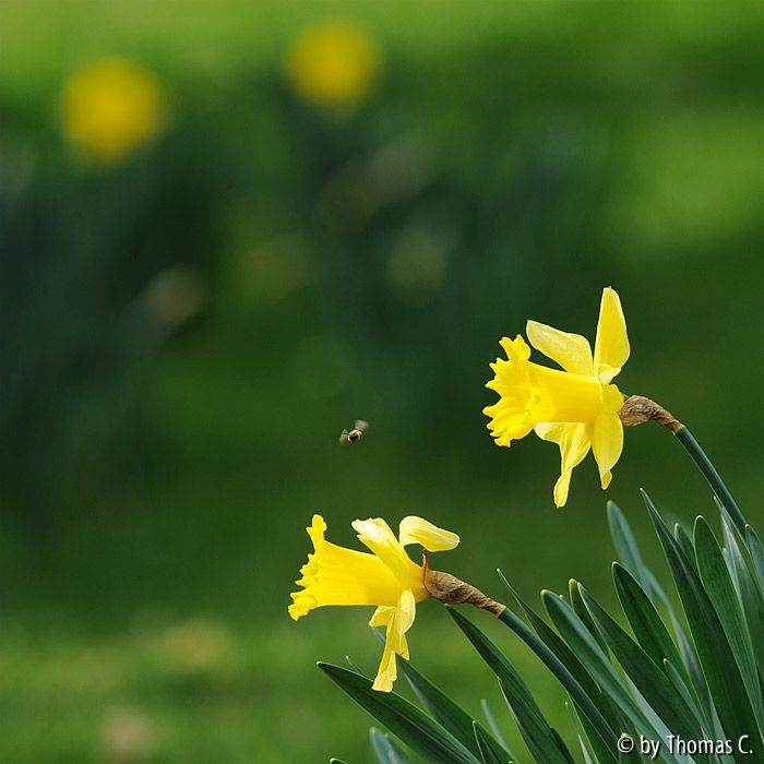 Frühlingsblüten-Kundschafter 2