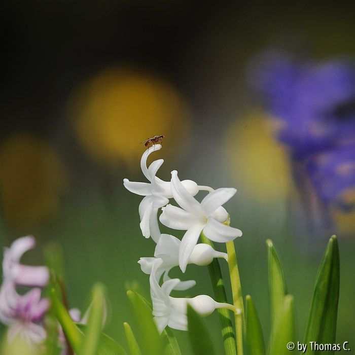 Frühlingsblüten-Kundschafter 1