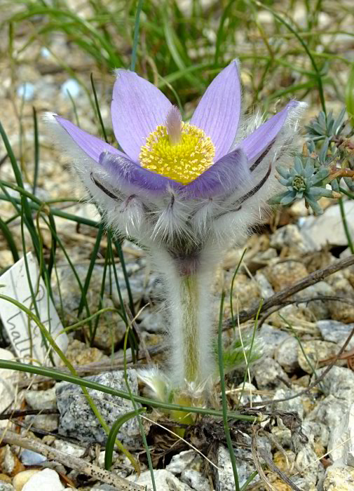 Pulsatilla halleri ssp. taurica
