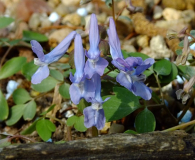 Corydalis ambigua
