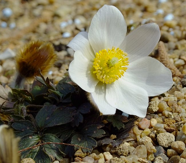 Pulsatilla vernalis
