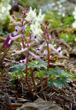 Corydalis integra