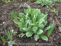 centaurea montana