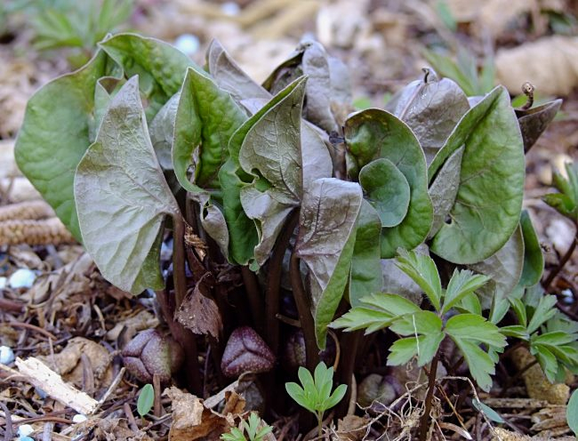 Asarum species