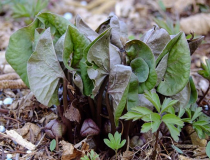 Asarum species