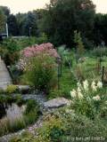 Eupatorium purpureum