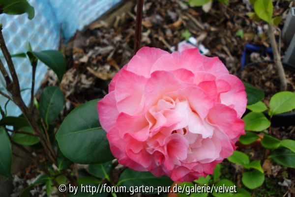 Nuccio`s Jewel