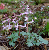 Corydalis integra