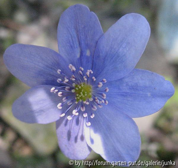 Hepatica x media II-2006