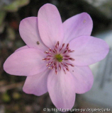 Hepatica x media 1-2006