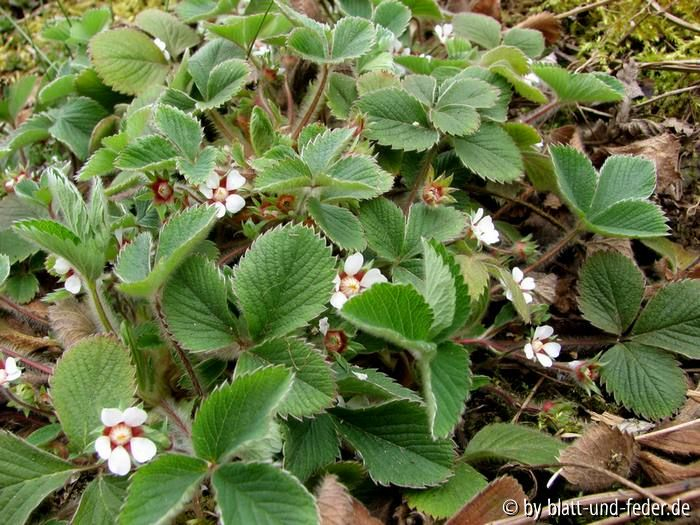 Potentilla rhenana