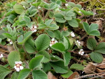 Potentilla rhenana
