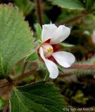 Potentilla rhenana Blüte