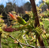 Sorbaria sorbifolia