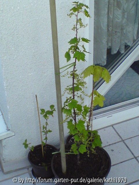 Eine alte gelbe Johannisbeere