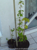 Eine alte gelbe Johannisbeere
