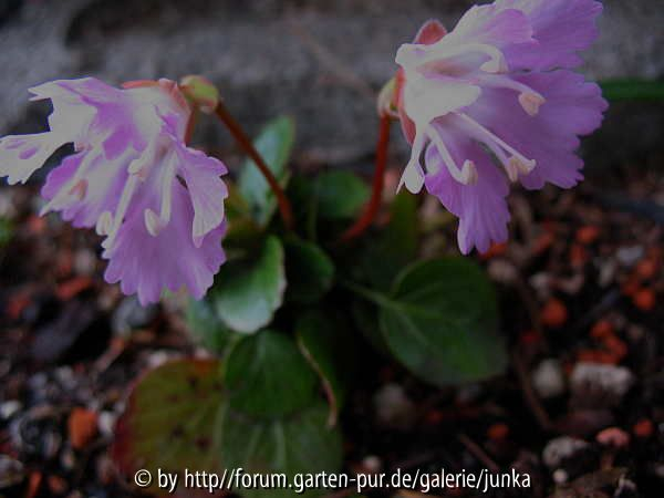 Shotia uniflora