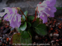 Shotia uniflora