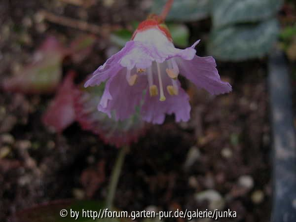 Shortia uniflora
