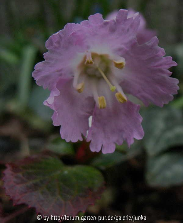 Shortia uniflora