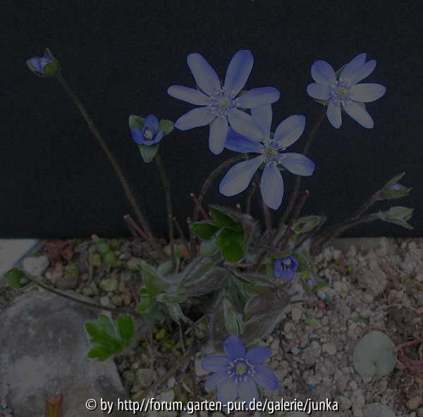 Hepatica x media I-2003