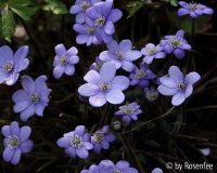 Hepatica