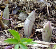 Disporum megalanthum - Austrieb