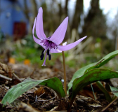 Erythronium japonicum