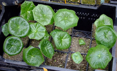 Podophyllum pleianthum