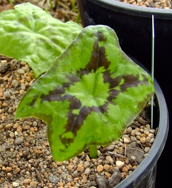 Podophyllum versipelle ssp. versipelle