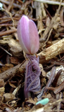 Sanguinaria canadensis 'Rosea'