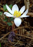 Sanguinaria canadensis 'Rosea'