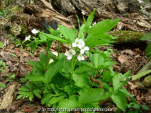 Cardamine waldsteinii