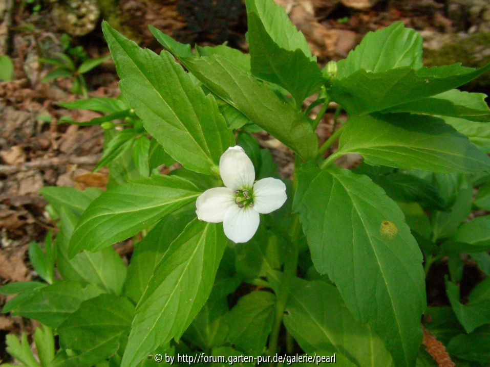 Cardamine waldsteinii