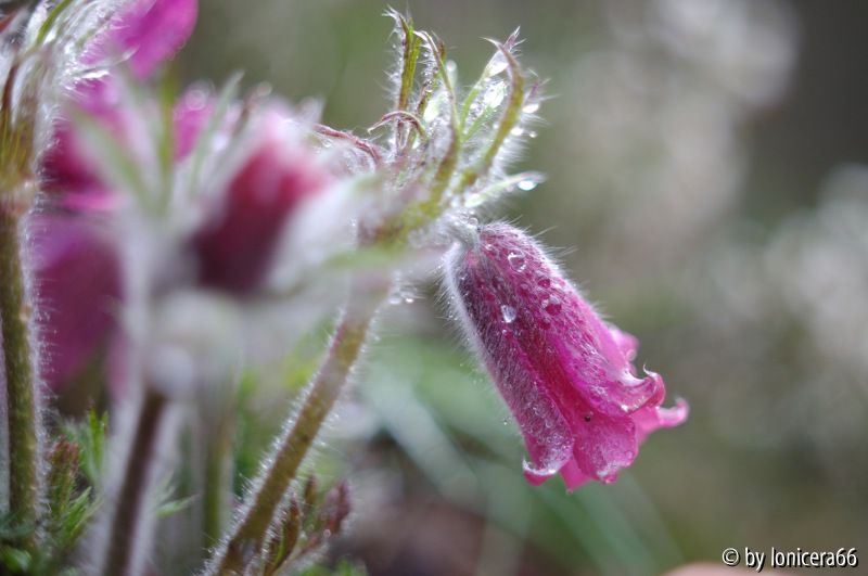 Pulsatilla1.2