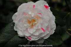 Camellia japonica hortensis