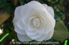 Nuccios Gem 2011 1.jpg