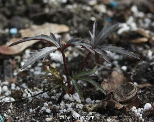 Schlitzblättriges Schaumkraut (Cardamine laciniata)