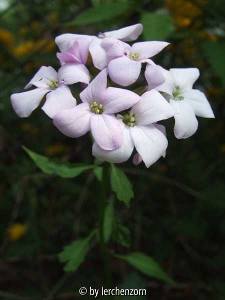 Zwiebel-Zahnwurz, Zwiebeltragendes Schaumkraut (Cardamine builbifera)