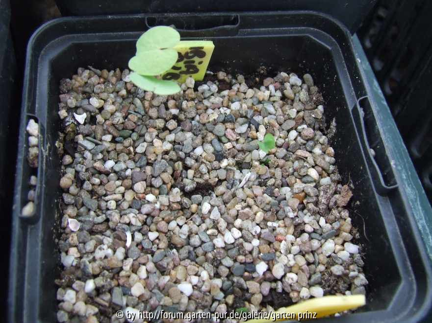Jeffersonia dubia alba Germination 2011/3