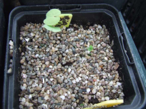 Jeffersonia dubia alba Germination 2011/
