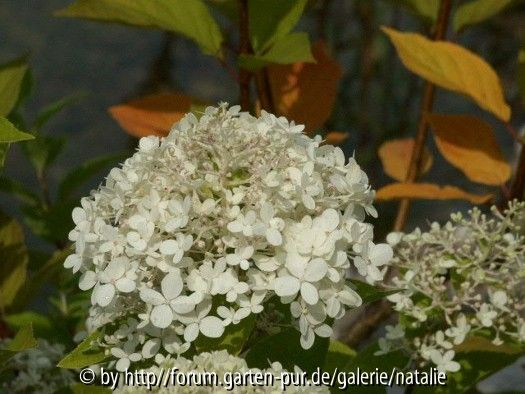 Hydrangea paniculata limelight